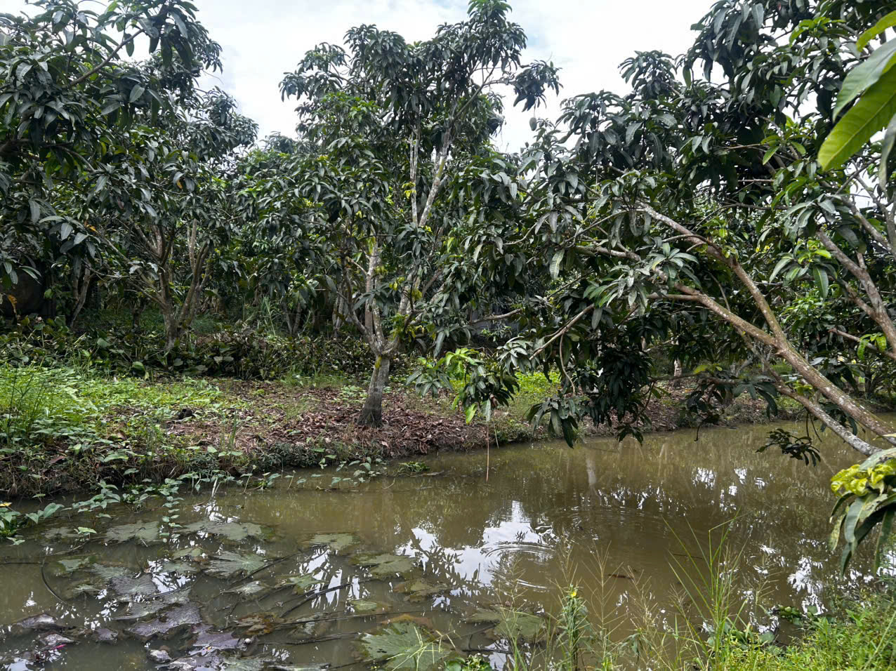 ĐẦU TƯ SINH LỜI – CHÍNH CHỦ CẦN BÁN ĐẤT Tại  xã Đông Hiệp, huyện Cờ Đỏ, tp Cần Thơ