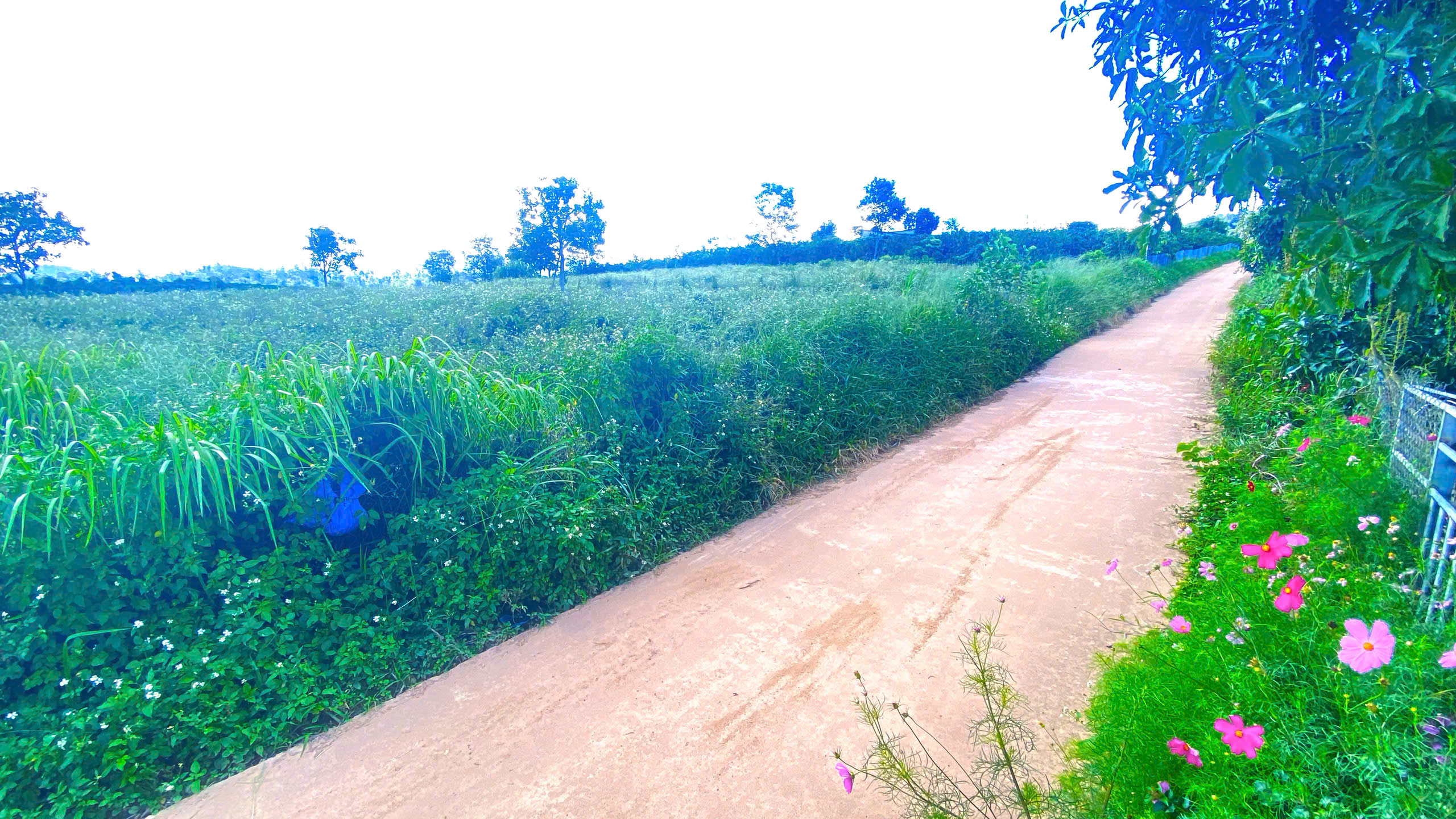 Hẻm phúc thọ, lâm hà, lâm đồng - 7.500m2-4