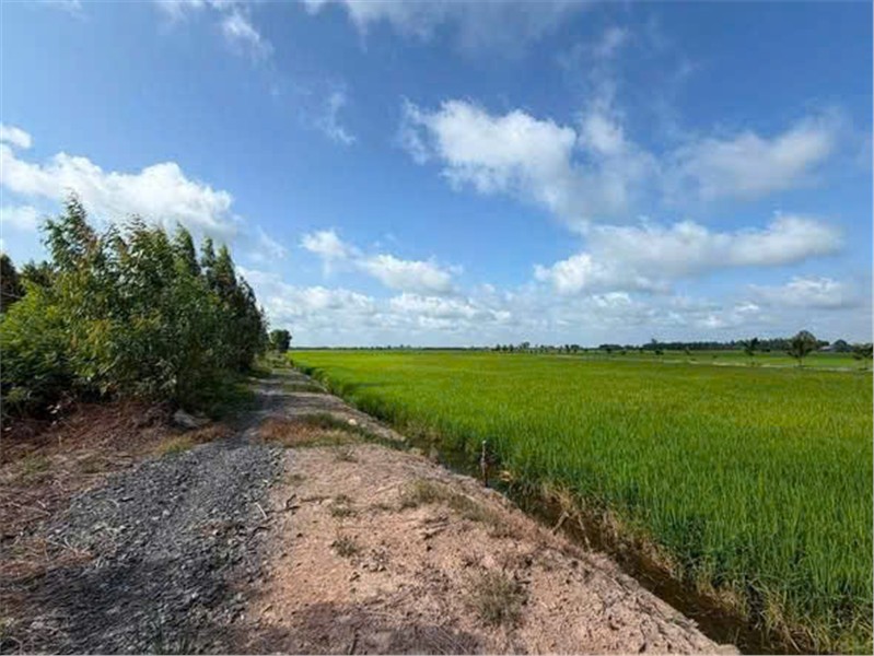 ĐẤT ĐẸP – ĐẦU TƯ SINH LỜI – CẦN BÁN 3 LÔ ĐẤT GIÁ TỐT – Ấp Hiệp Thành, Xã Tân Thạnh, Tây Ninh-3