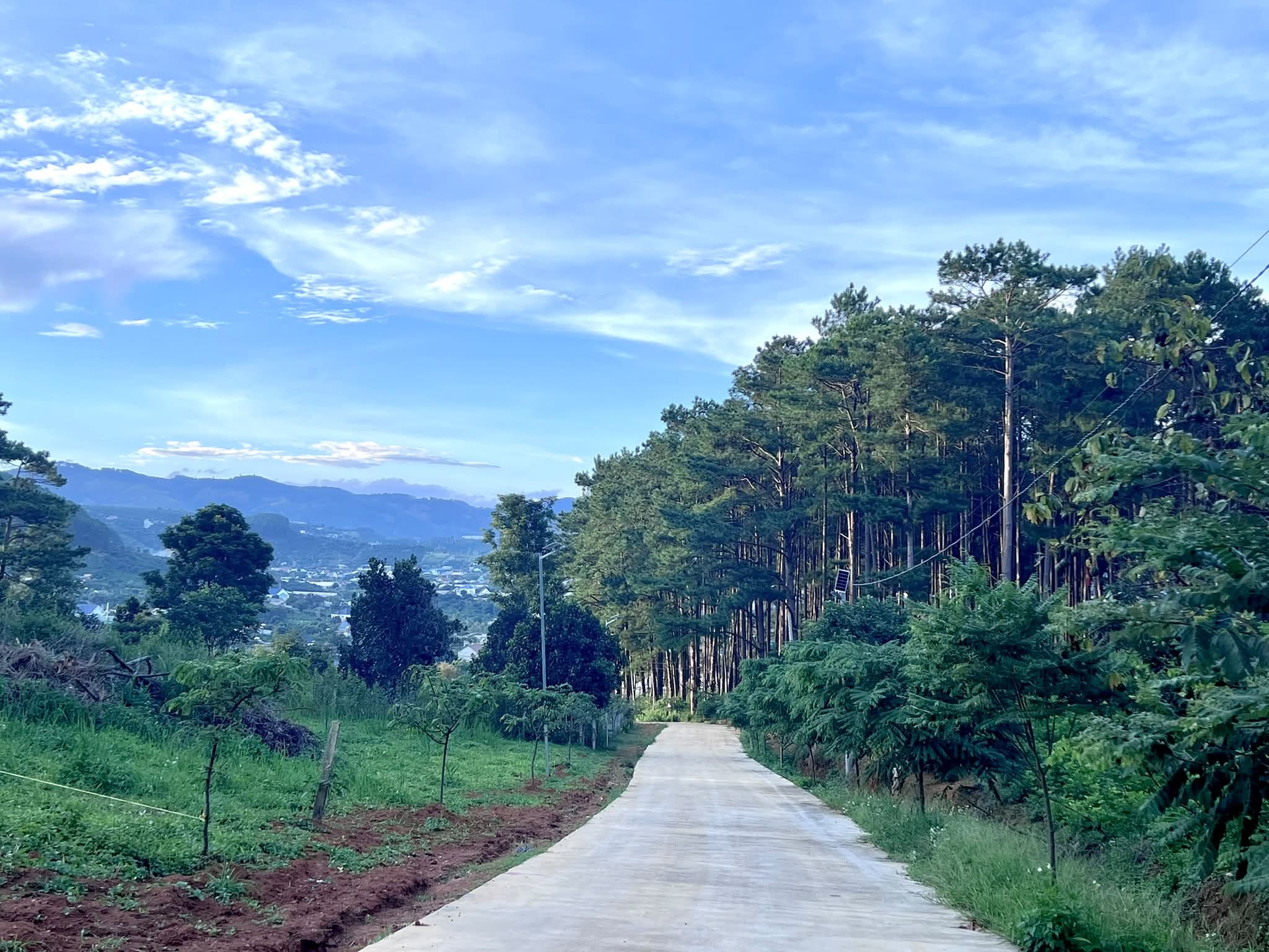 Cần Bán Đất 1.000m² Sát Rừng Thông, Không Gian Nghỉ Dưỡng Hiếm Có Gần Đà Lạt