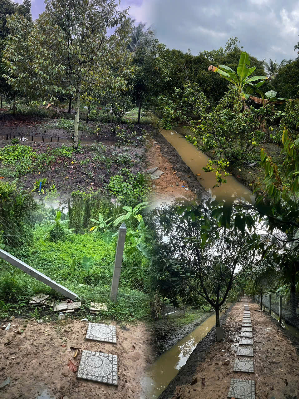 BÁN ĐẤT THỔ CƯ ĐẸP TẠI LÁI THIÊU – THUẬN AN, BÌNH DƯƠNG-3