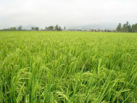 ĐẤT ĐẸP - GIÁ TỐT CẦN BÁN 51 CÔNG - ĐẤT TRỒNG LÚA 2 VỤ...TÂN LẬP - TỊNH BIÊN - AN GIANG-3