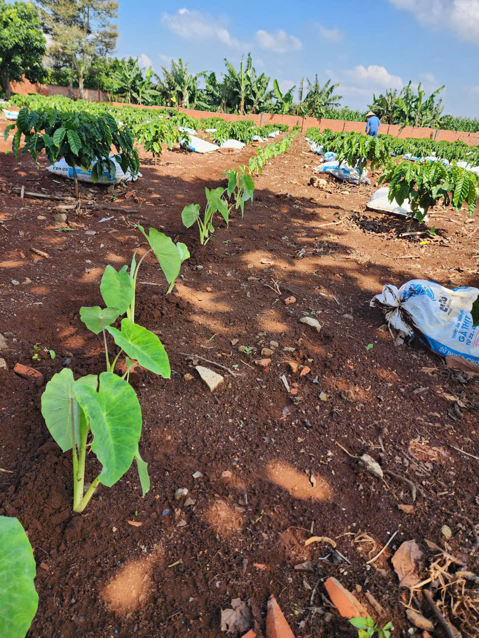 Bán 860m2 đất An Hiệp  Hiệp Thạnh Đức Trọng  Lâm Đồng Giá 5 tỷ 600 triệu-3