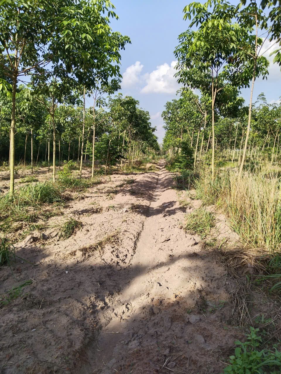 ĐẤT ĐẸP- GIÁ TỐT BÁN NHANH LÔ ĐẤT ĐẦU TƯ LÀ SINH LỜI TẠI huyện Bắc Tân Uyên, tỉnh Bình Dương