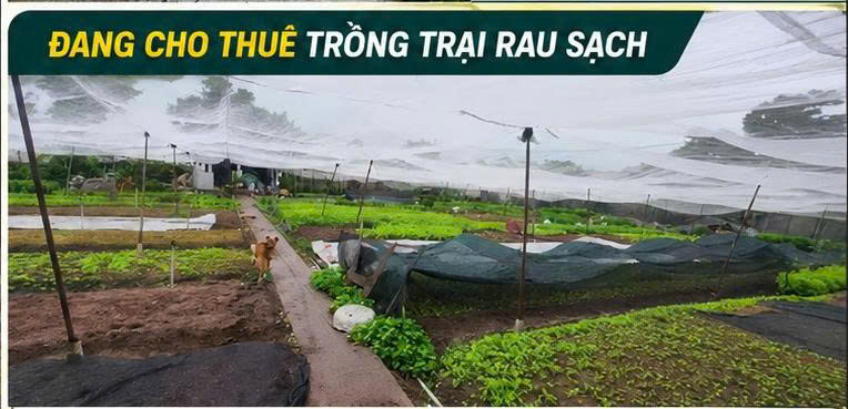 ĐẤT RỘNG 1.562M² – CHỈ 300M RA CHỢ HÓC MÔN – 300M² THỔ CƯ – GIÁ CHỈ 25,6 TỶ 🔥-4