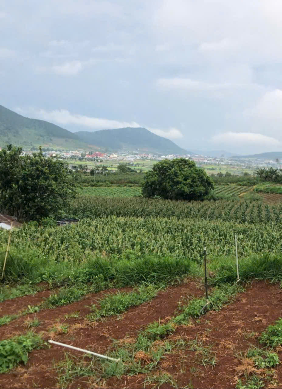 Bán gấp đất chân đèo pren Đà Lạt-4