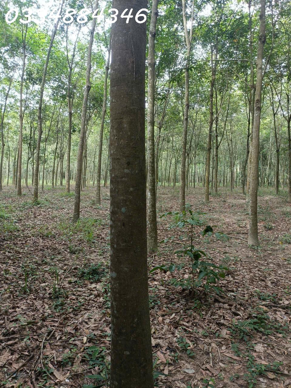 Bán Đất 19500m2 giá 19.5 tỷ tại - Chọn - Xã Bình Mỹ Huyện Bắc Tân Uyên Bình Dương-1