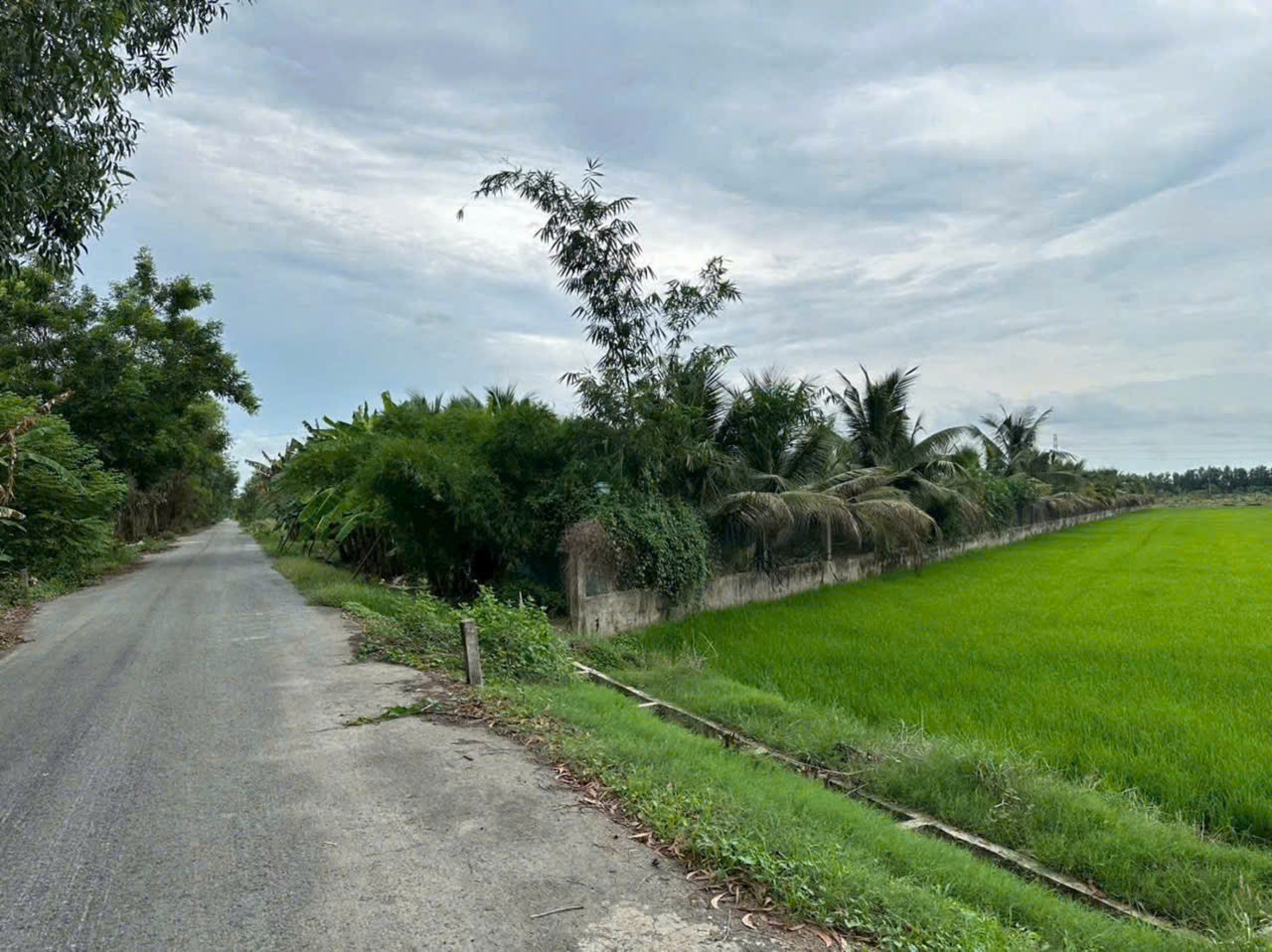 NGỘP CẮT LỖ! 6.000M² ĐẤT CỦ CHI CHỈ 1 TRIỆU/M² – GIÁ CHỐT 6 TỶ-3