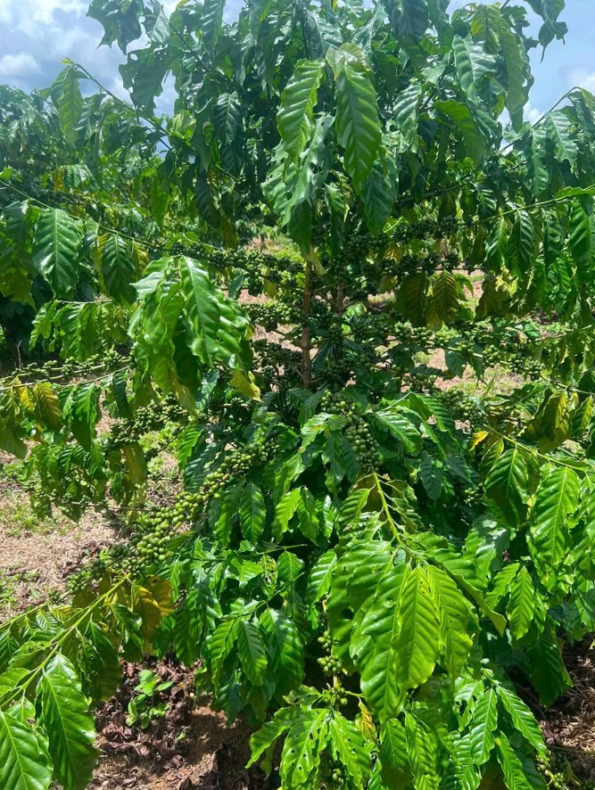 Chính chủ bán 3 sào 1 đất cà phê 4 năm tại Lộc Ngãi - Nguồn nước thuận tiện, giá thương lượng