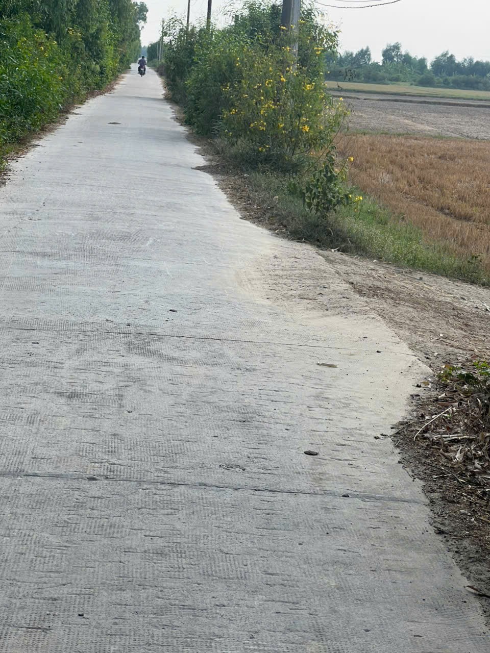 CƠ HỘI ĐẦU TƯ GIÁ TỐT - Chính Chủ Bán Gấp Lô Đất Trồng Lúa Xã Bình Thành, Đức Huệ, Long An-3