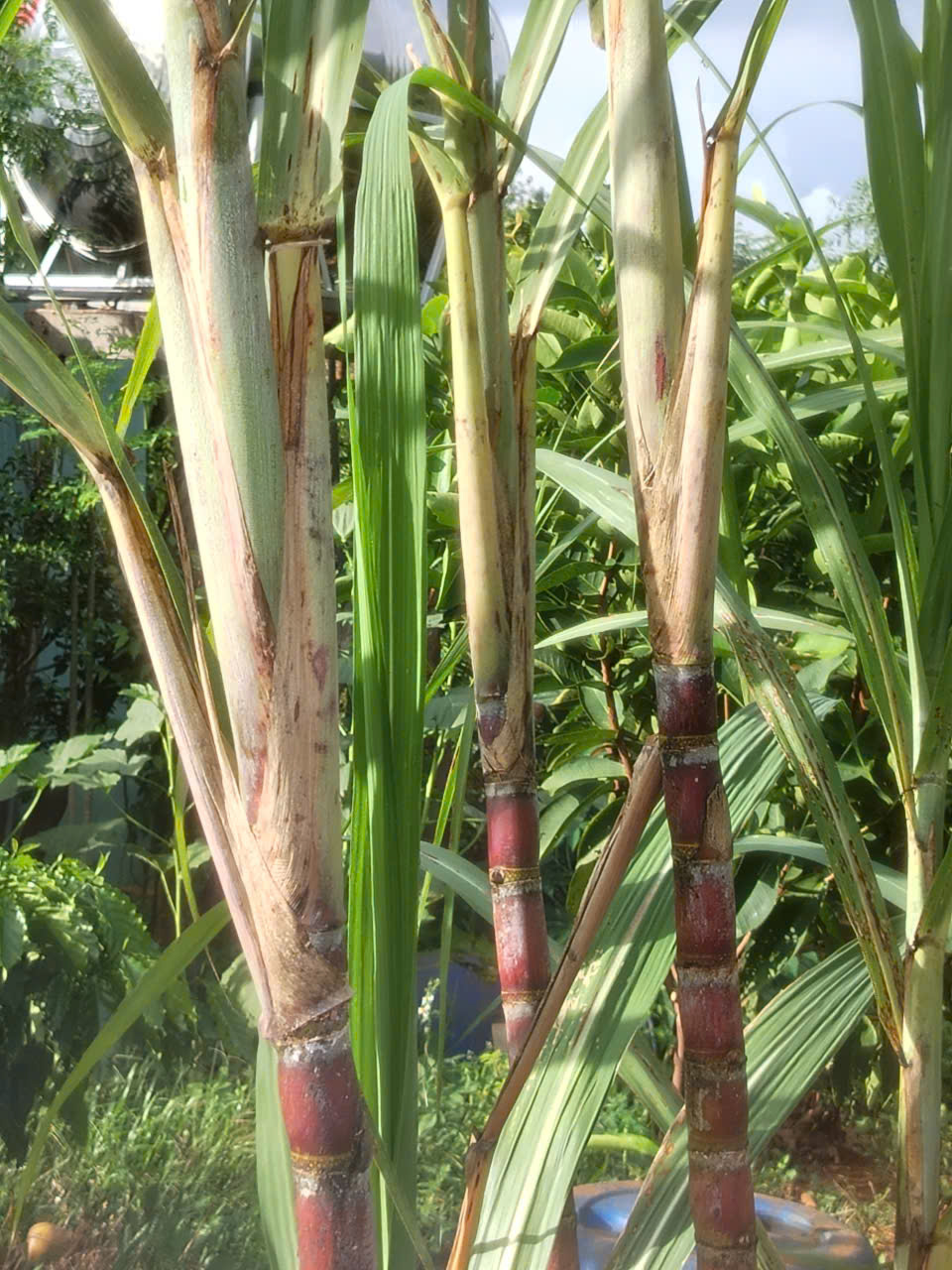 BÁN NHÀ VƯỜN NGHỈ DƯỠNG TẠI THÔN BÙ TAM, XÃ LỘC QUANG, TP ĐỒNG NAI