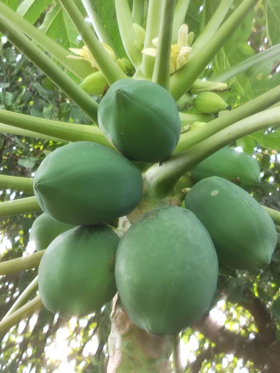 BÁN NHÀ VƯỜN NGHỈ DƯỠNG TẠI THÔN BÙ TAM, XÃ LỘC QUANG, TP ĐỒNG NAI