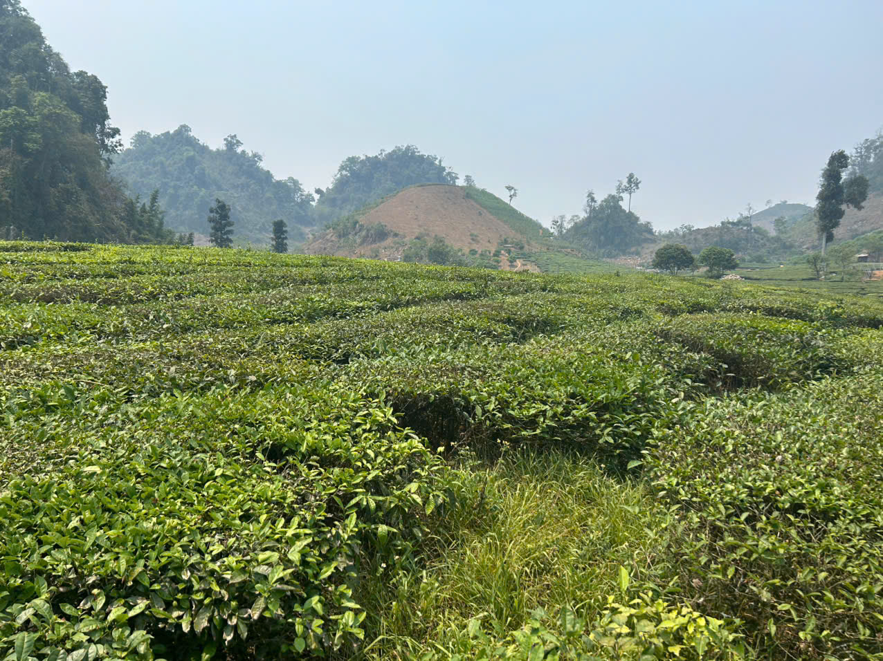 BÁN 5.000M² ĐẤT – 400M² THỔ CƯ PHƯỜNG VÂN SƠN, MỘC CHÂU