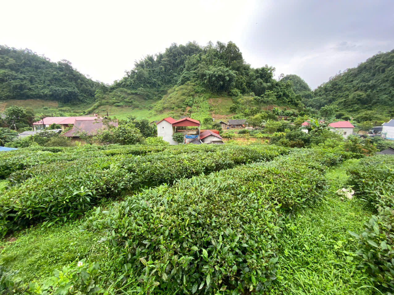 BÁN 5.000M² ĐẤT – 400M² THỔ CƯ PHƯỜNG VÂN SƠN, MỘC CHÂU