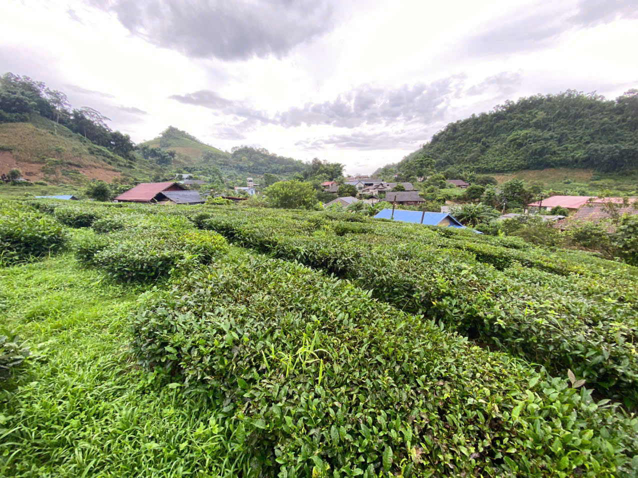 BÁN 5.000M² ĐẤT – 400M² THỔ CƯ PHƯỜNG VÂN SƠN, MỘC CHÂU-3