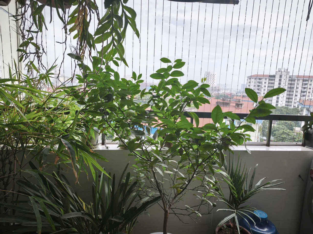 HOT NHẤT KĐT VIỆT HƯNG – CĂN HỘ 73M² GIÁ CHỈ NHỈNH 4 TỶ