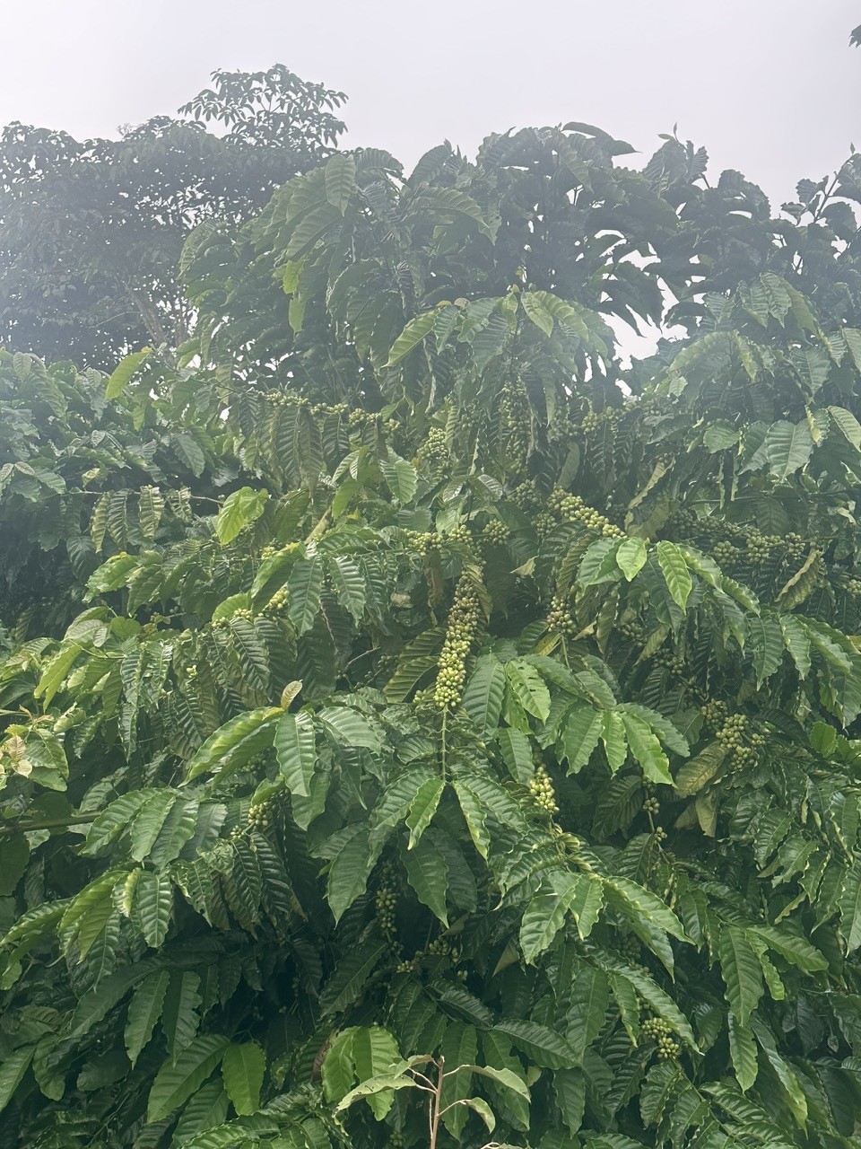 Cần bán nhanh lô đất vườn cà phê đẹp nhất khu vực  thôn 6 Xã Trường Xuân, Huyện Đắk Song, Đắk Nông