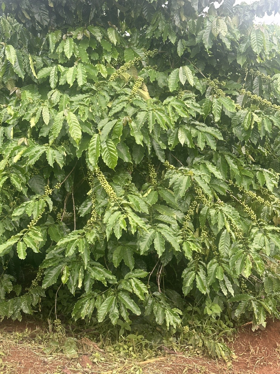 Cần bán nhanh lô đất vườn cà phê đẹp nhất khu vực  thôn 6 Xã Trường Xuân, Huyện Đắk Song, Đắk Nông