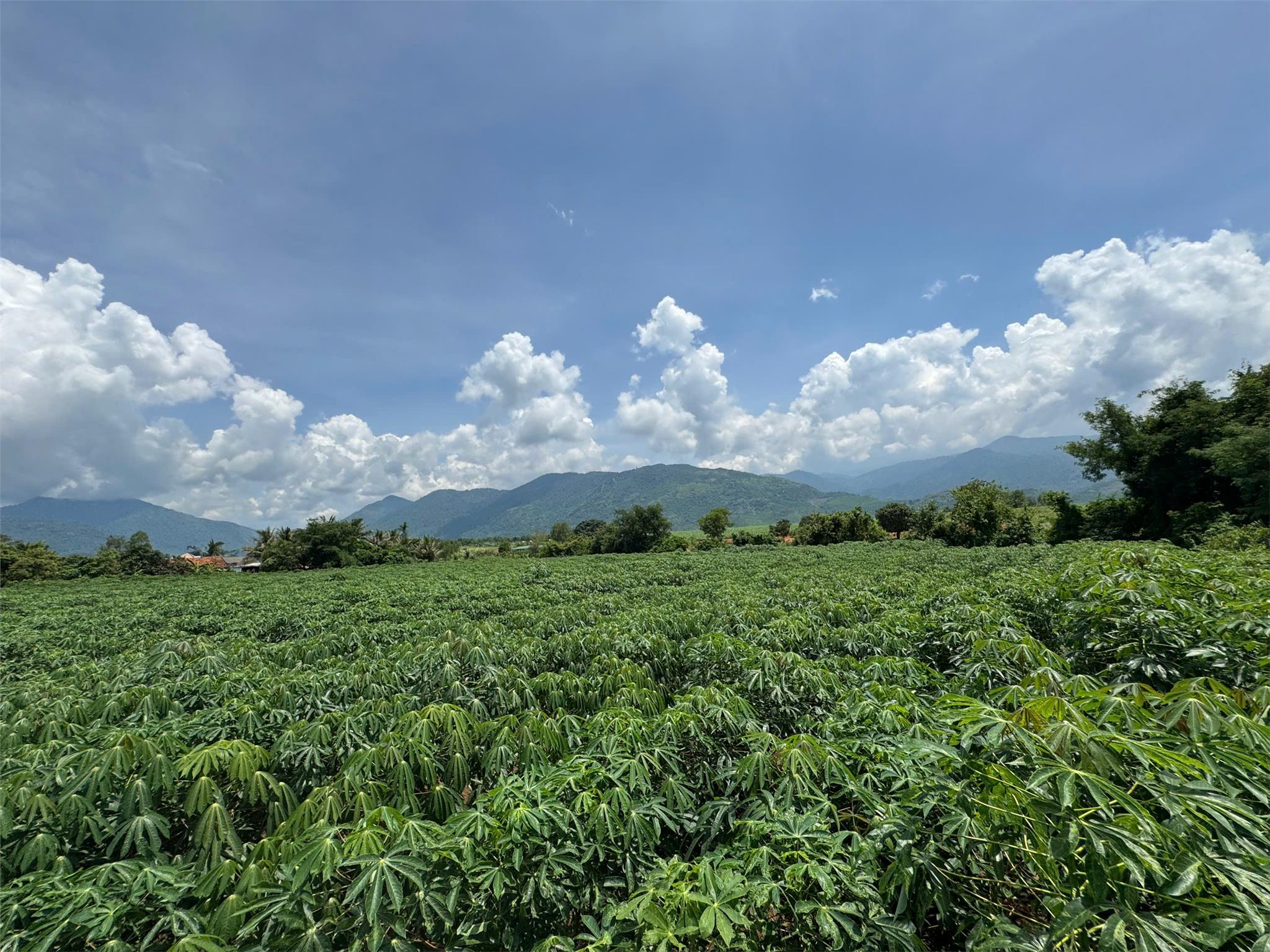 Bán 1,4 ha đất mtsát ubnd x.ninh tây có 3000m2 thổ cư- thu về 300tỷ từ 50 căn vila